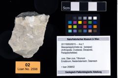 Foto (Objekt + Etikett) von Mesoparapylocheles sp.  (NHMW-GEO-2017-0093-0015)